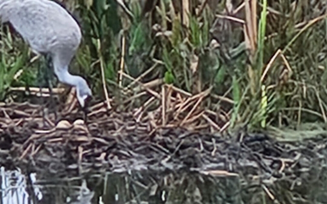 SANDHILL CRANE BABIES